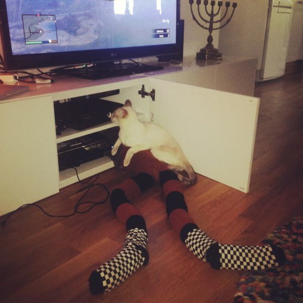 Photos de chats en collant - 10