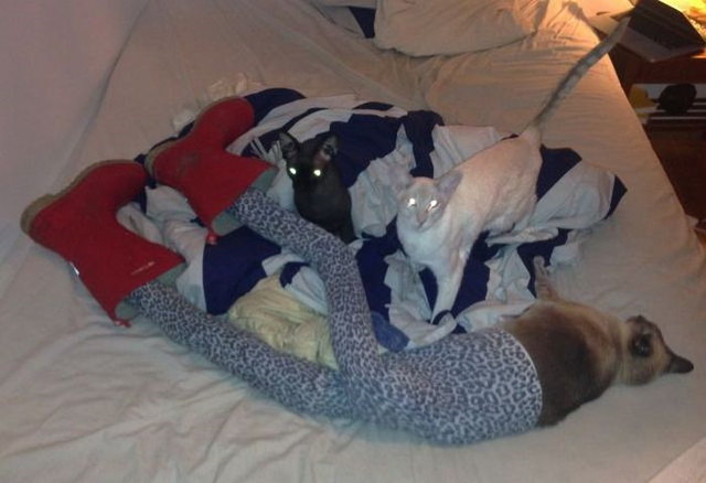 Photos de chats en collant - 12