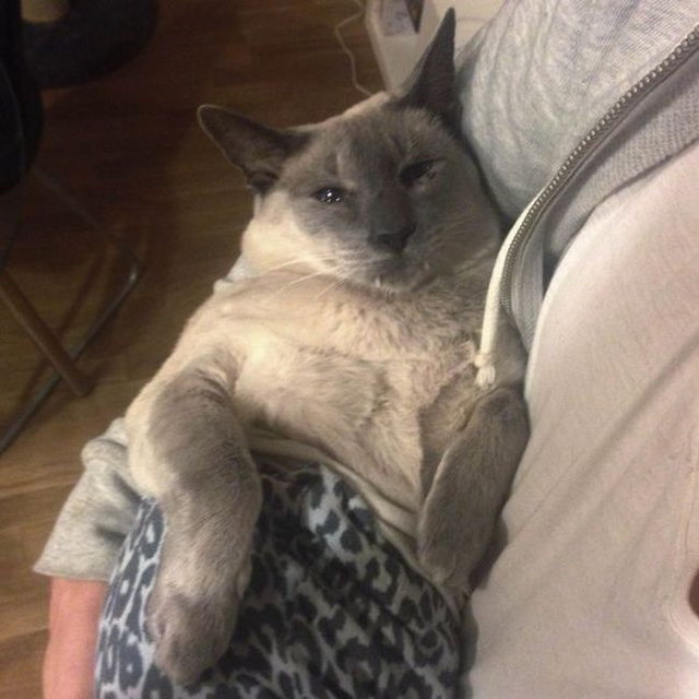 Photos de chats en collant - 14