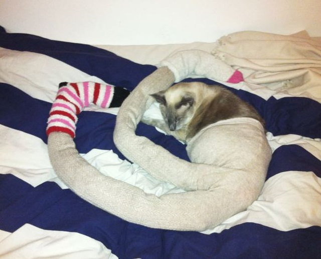 Photos de chats en collant - 19