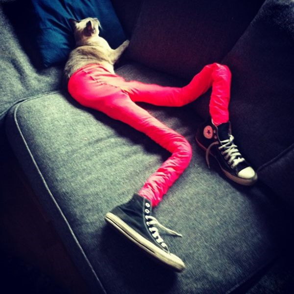 Photos de chats en collant - 2