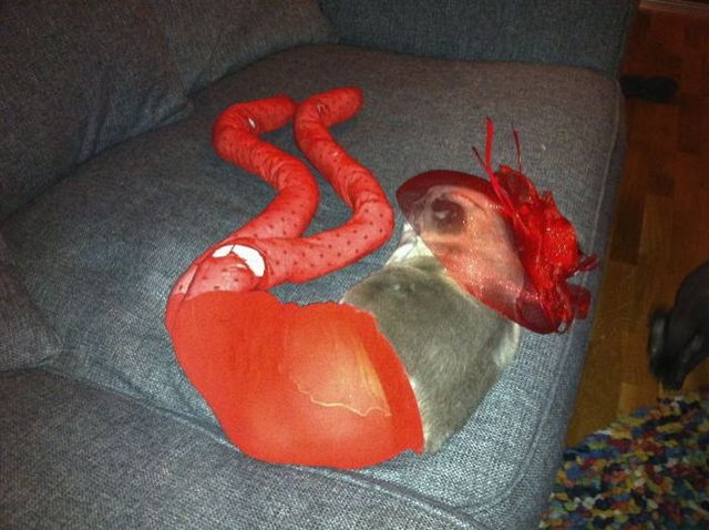 Photos de chats en collant - 20