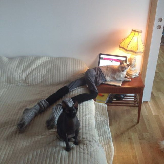 Photos de chats en collant - 22