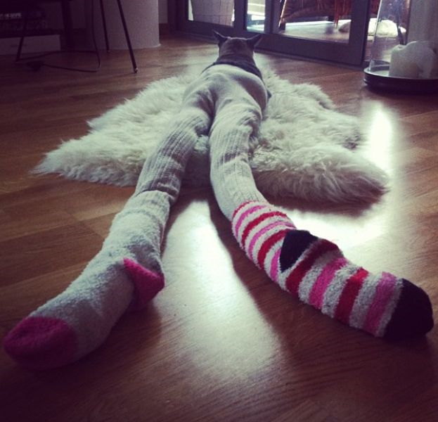 Photos de chats en collant - 3