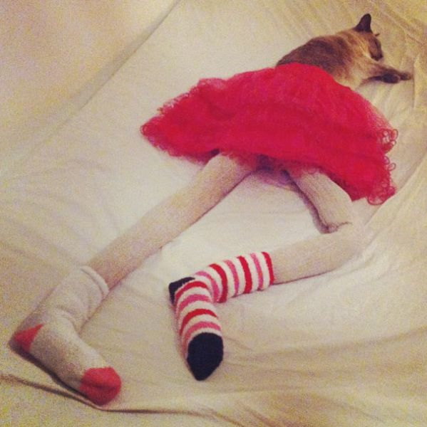 Photos de chats en collant - 4