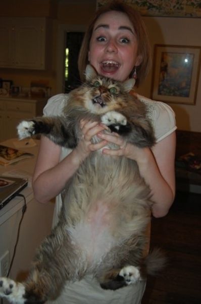 Chats qui n'aiment pas les photos (