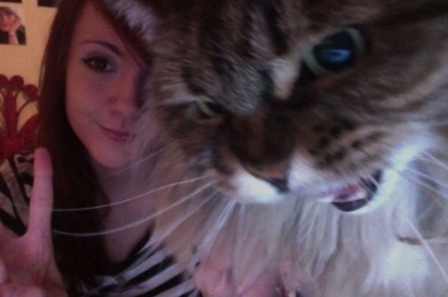 Chats qui n'aiment pas les photos (