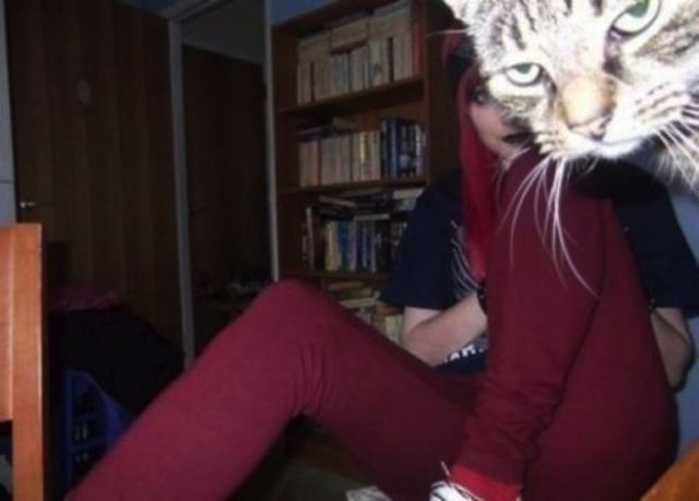 Chats qui n'aiment pas les photos (Ce chat en a marre de voir sa maîtresse se prendre pour une star.)