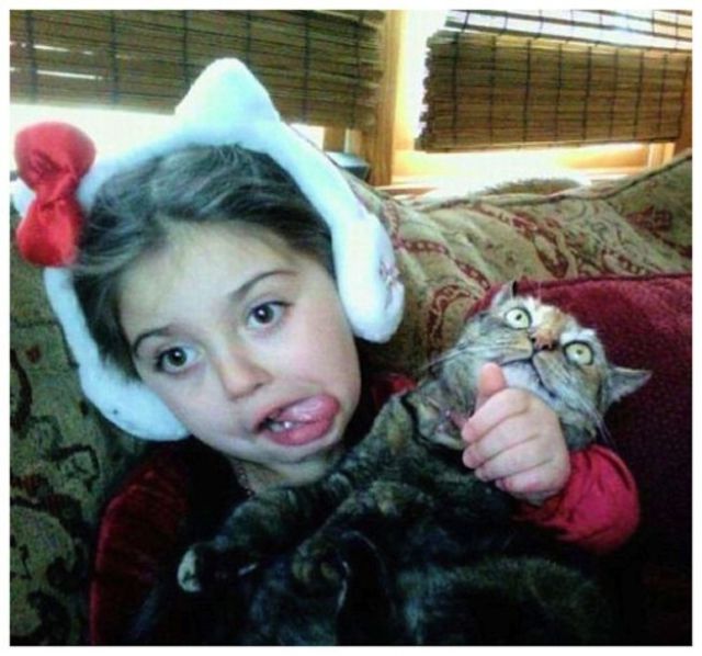 Chats qui n'aiment pas les photos (