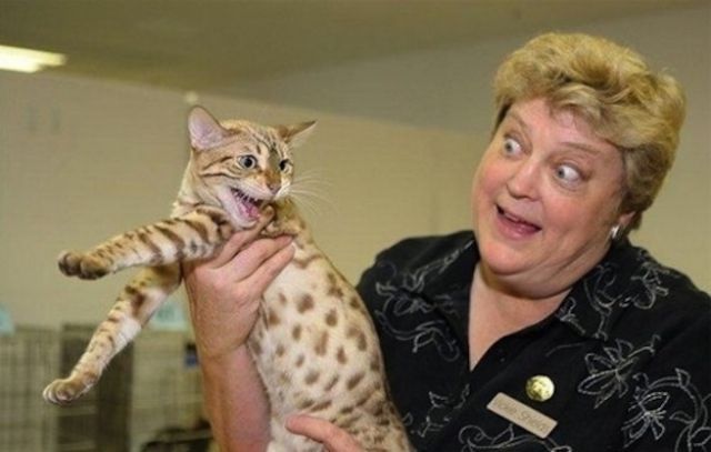 Chats qui n'aiment pas les photos (