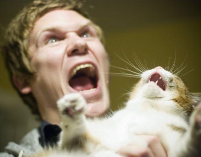Chats qui n'aiment pas les photos (