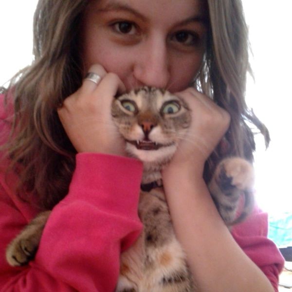 Chats qui n'aiment pas les photos (
