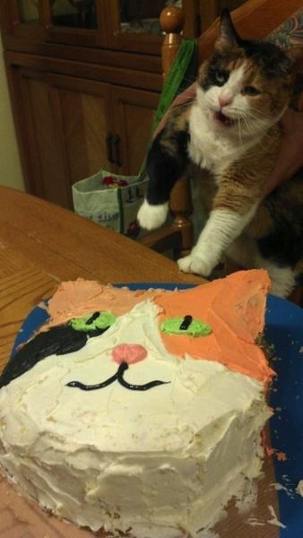 Chats qui n'aiment pas les photos (