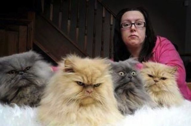 Chats qui n'aiment pas les photos (Oh... Elle est mignonne cette photo de chats...)