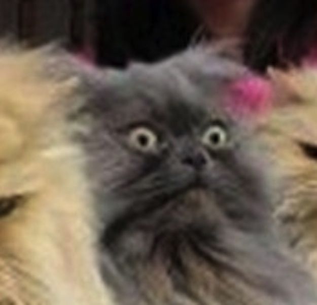 Chats qui n'aiment pas les photos (.. Ah, mais je l'avais pas vu, celui-là :))