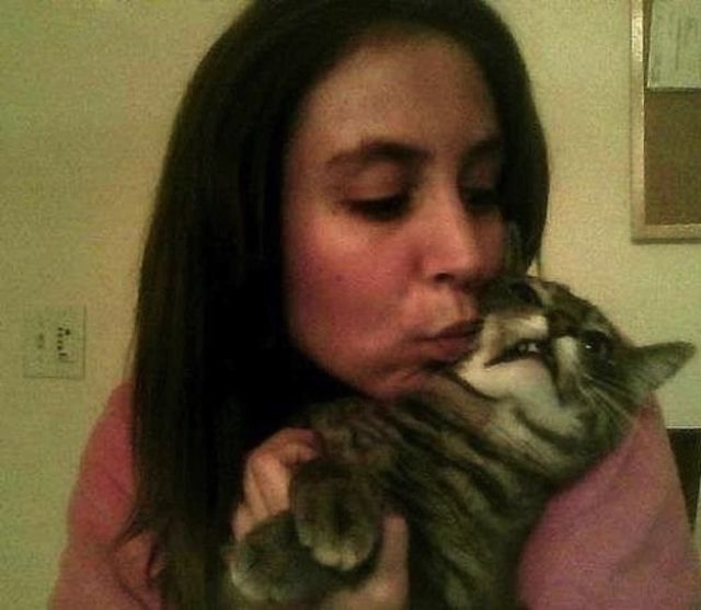 Chats qui n'aiment pas les photos (