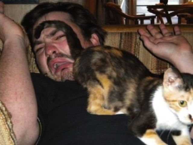 Chats qui n'aiment pas les photos (Ce gentil chaton a décidé de se venger à sa manière...)