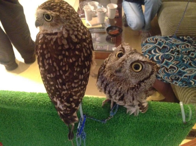 Café avec des chouettes et des hiboux - 10