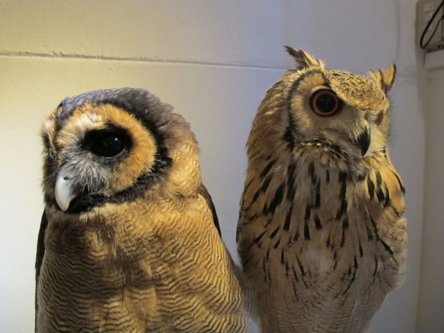 Café avec des chouettes et des hiboux - 13