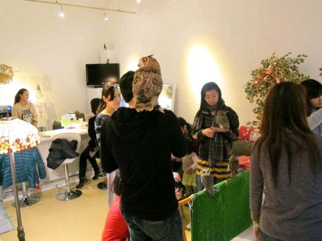 Café avec des chouettes et des hiboux - 14