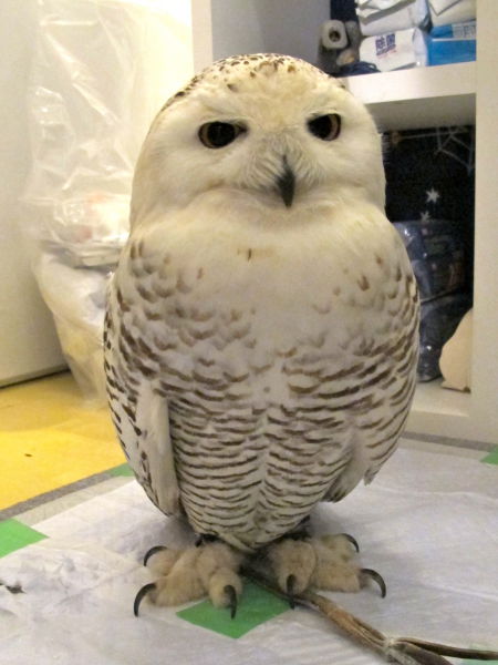 Café avec des chouettes et des hiboux - 15