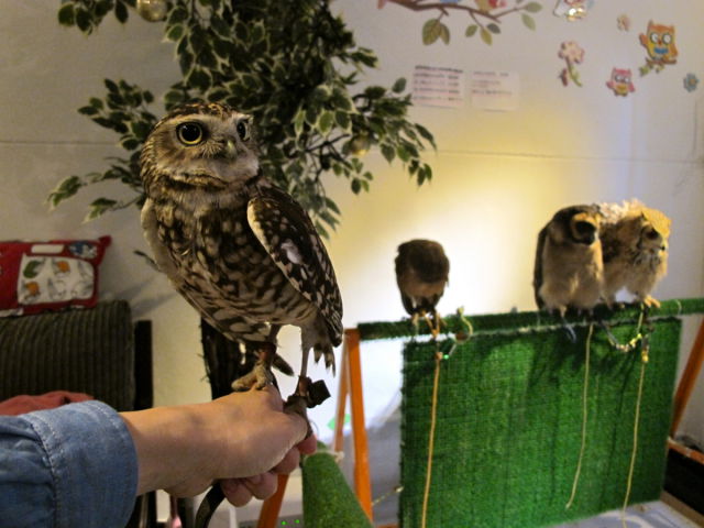 Café avec des chouettes et des hiboux - 18