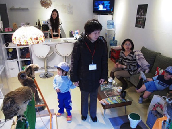 Café avec des chouettes et des hiboux - 20