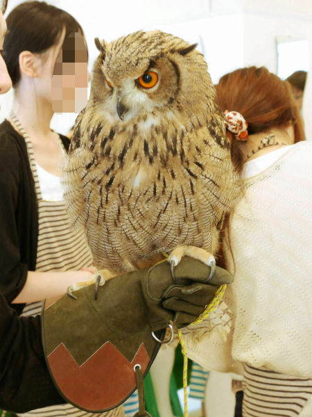 Café avec des chouettes et des hiboux - 27