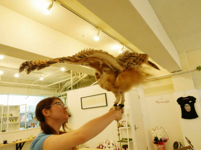 Café avec des chouettes et des hiboux - 28