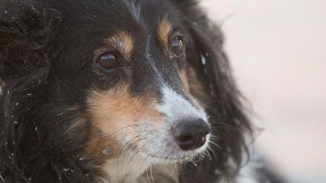 Un homme retrouve son chien après une tempête - 9