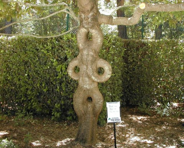 Des jardins extraordinaires - 26