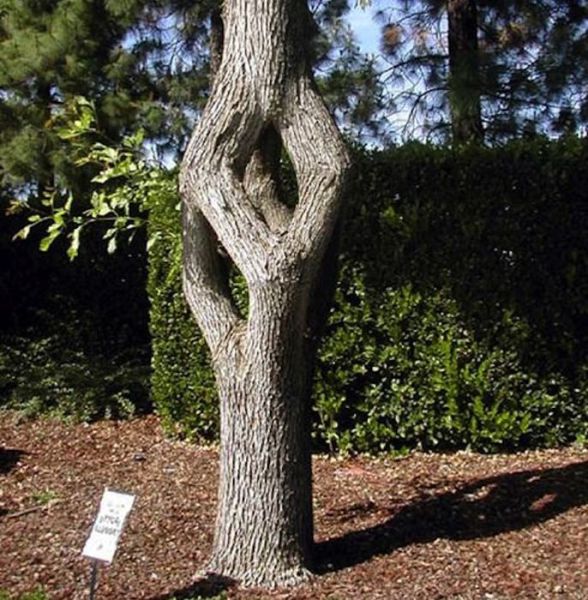 Des jardins extraordinaires - 28