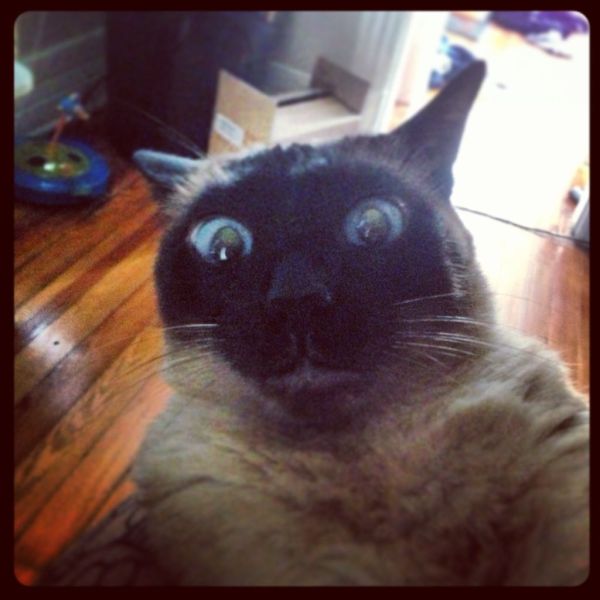 Lolcats amusants - 10