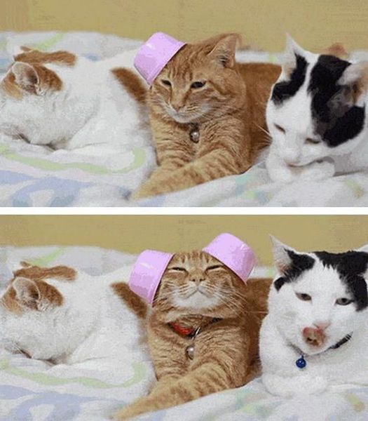 Lolcats amusants - 11