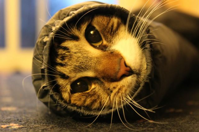 Lolcats amusants - 12