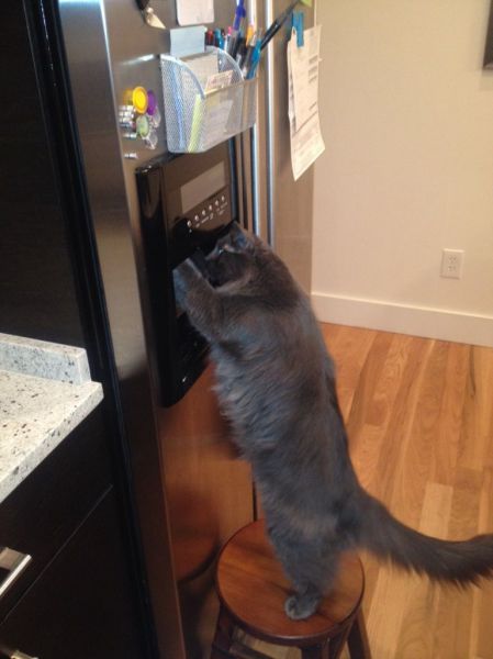 Lolcats amusants - 3