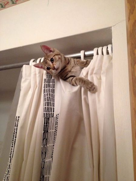 Lolcats amusants - 7