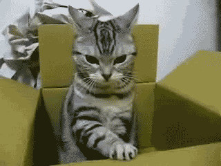 Gifs bizarres - 2