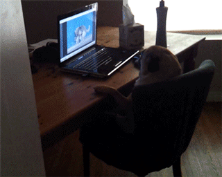 Gifs bizarres - 5