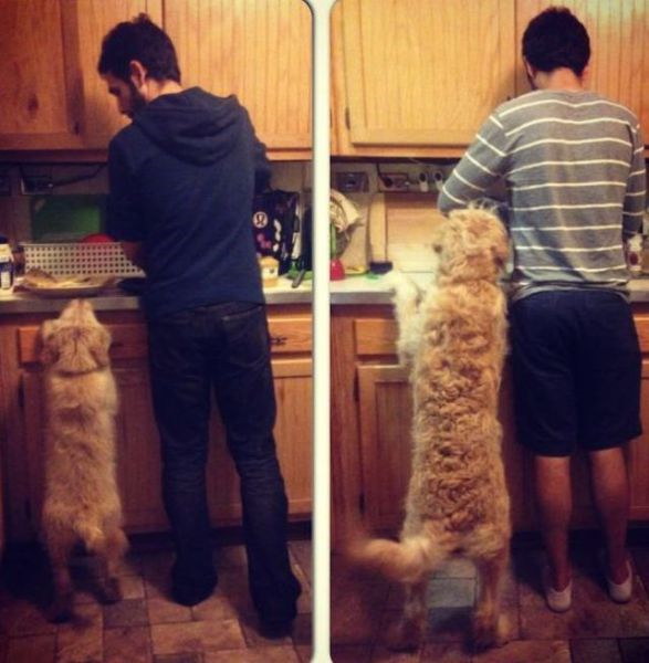 Animaux qui deviennent adultes - 1