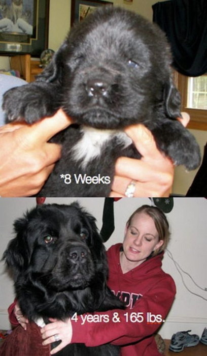 Animaux qui deviennent adultes - 11