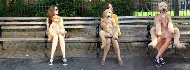 Animaux qui deviennent adultes - 14