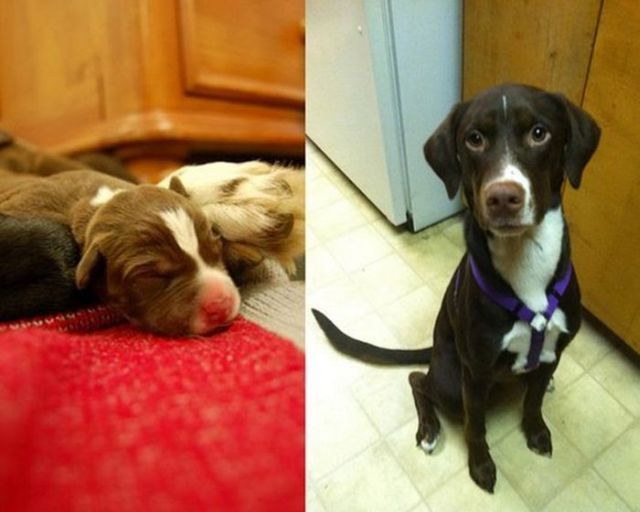 Animaux qui deviennent adultes - 18