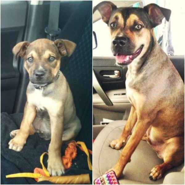 Animaux qui deviennent adultes - 4