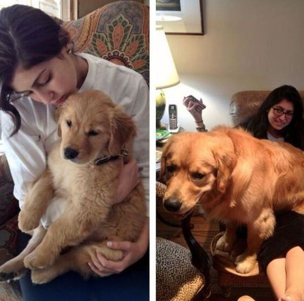 Animaux qui deviennent adultes - 5