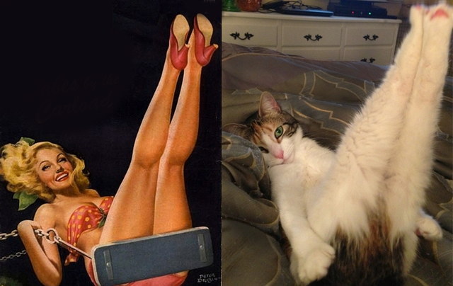 Des chats sui ressemblent  des pin-ups - 1