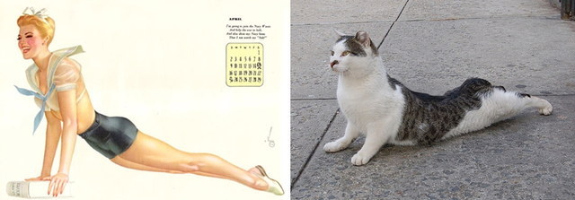 Des chats sui ressemblent  des pin-ups - 10