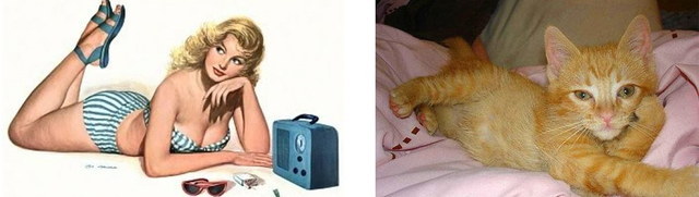 Des chats sui ressemblent  des pin-ups - 12