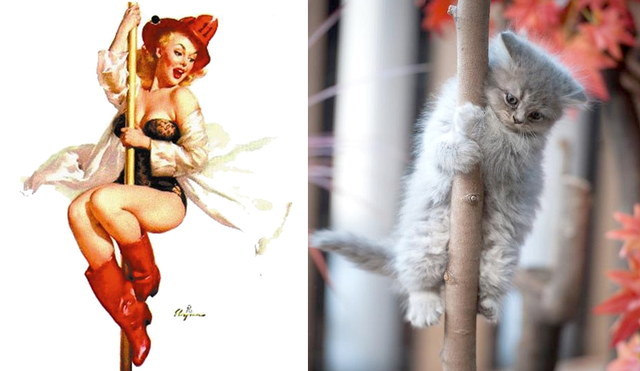 Des chats sui ressemblent  des pin-ups - 2