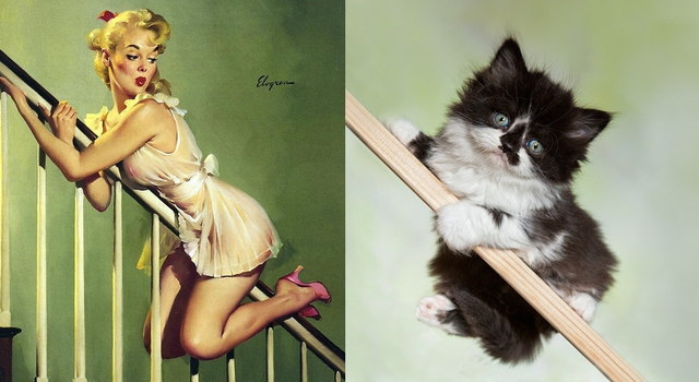 Des chats sui ressemblent  des pin-ups - 6